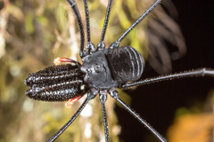 Pantopsalis cheliferoides