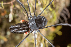 Pantopsalis cheliferoides