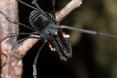 Pantopsalis cheliferoides