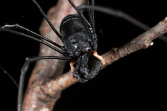 Pantopsalis cheliferoides