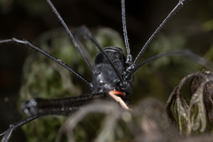 Pantopsalis cheliferoides