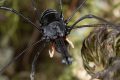 Pantopsalis cheliferoides