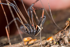 Forsteropsalis inconstans