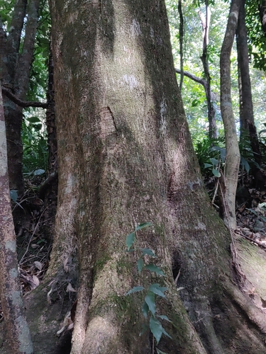 Image of Lithocarpus Elegans (Lithocarpus elegans) by (c) T R Shankar Raman, some rights reserved (CC BY)