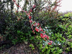 Cotoneaster franchetii