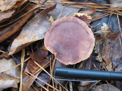 Lactifluus