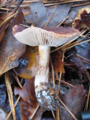Lactifluus