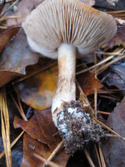 Lactifluus