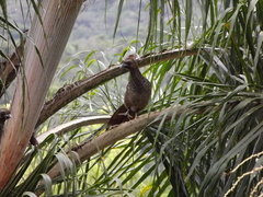 Ortalis squamata