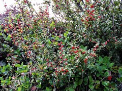 Cotoneaster franchetii