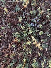 Polygonum paronychia