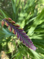 Chasmanthe floribunda