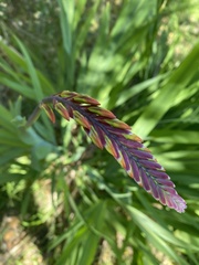 Chasmanthe floribunda