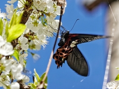 Papilio thaiwanus