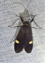Aclytia punctata
