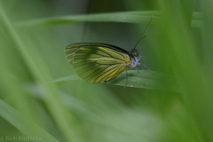 Leptophobia caesia