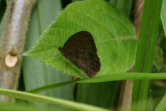 Hermeuptychia harmonia