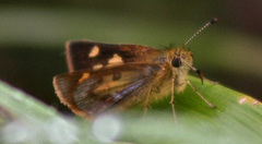 Dalla