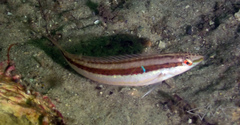Suezichthys gracilis
