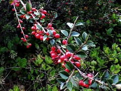 Cotoneaster franchetii