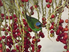 Tangara cyanocephala