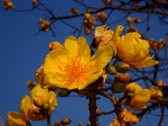 Cochlospermum religiosum