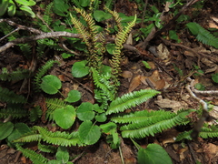 Blechnum microphyllum