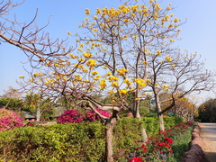 Cochlospermum religiosum