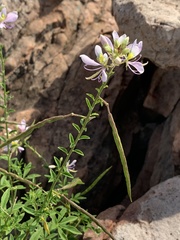 Cleome oxyphylla oxyphylla