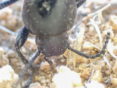 Eleodes carbonaria omissa