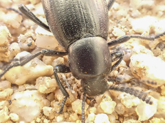 Eleodes carbonaria omissa