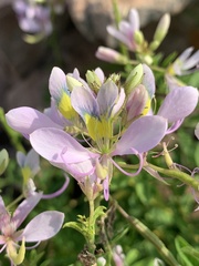 Cleome oxyphylla oxyphylla