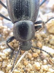 Eleodes carbonaria omissa