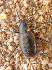 Eleodes carbonaria omissa