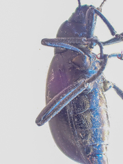 Eleodes carbonaria omissa