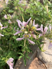 Cleome oxyphylla oxyphylla