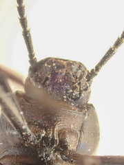 Eleodes carbonaria omissa