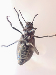 Eleodes carbonaria omissa