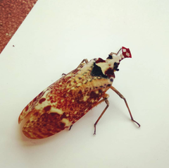 Phrictus moebiusi