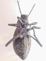 Eleodes carbonaria omissa