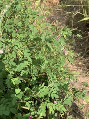 Indigofera vicioides rogersii