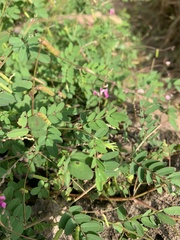 Indigofera vicioides rogersii
