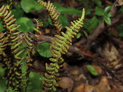 Blechnum microphyllum