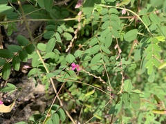 Indigofera vicioides rogersii