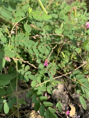 Indigofera vicioides rogersii