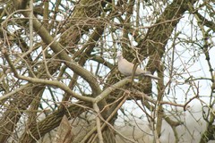 Streptopelia decaocto