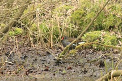 Gallinula chloropus