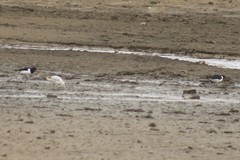 Haematopus ostralegus