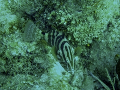 Epinephelus striatus