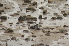 Motacilla alba yarrellii